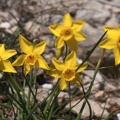 Narcissus assoanus Dufour, 1830 - Narcisse d'Asso