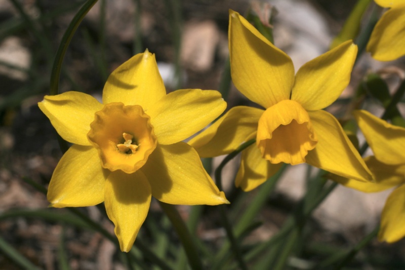 Narcissus assoanus Dufour, 1830 - Narcisse d'Asso