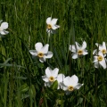 Narcissus poeticus L., 1753 - Narcisse des poètes