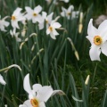 Narcissus poeticus L., 1753 - Narcisse des poètes