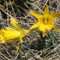 Narcissus pseudonarcissus subsp. provincialis (Pugsley) J.-M.Tison, 2010  - Narcisse