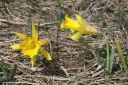 Narcissus pseudonarcissus-subsp.provincialis