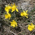 Narcissus pseudonarcissus subsp. provincialis (Pugsley) J.-M.Tison, 2010  - Narcisse