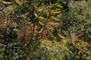 Pistacia terebinthus L., 1753 - Pistachier térébinthe