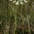 Bunium bulbocastanum L., 1753 - Bunium noix-de-terre