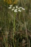 Bunium bulbocastanum L., 1753 - Bunium noix-de-terre