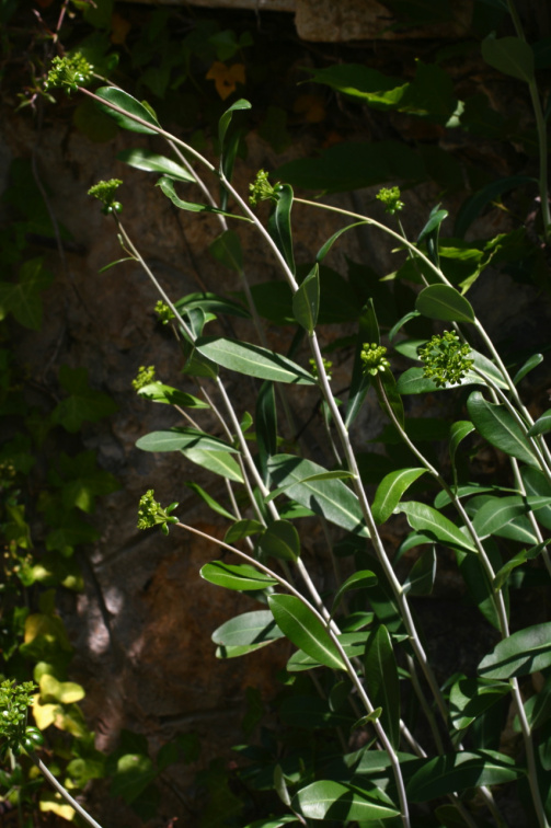 Bupleurum fruticosum L., 1753 - Buplèvre arbustif