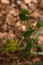 Bupleurum rotundifolium L., 1753 - Buplèvre à feuilles rondes