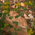 Bupleurum rotundifolium L., 1753 - Buplèvre à feuilles rondes