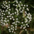 Falcaria vulgaris Bernh., 1800 - Falcaire commune