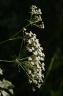 Falcaria vulgaris Bernh., 1800 - Falcaire commune