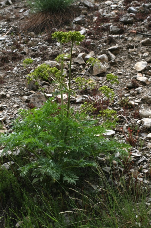 Molopospermum peloponnesiacum (L.) W.D.J.Koch, 1824 - Moloposperme du Péloponnèse
