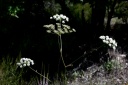 Oreoselinum nigrum Delarbre, 1800 - Peucédan des montagnes