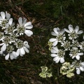 Orlaya grandiflora (L.) Hoffm., 1814 - Orlaya à grandes fleurs