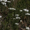 Orlaya grandiflora (L.) Hoffm., 1814 - Orlaya à grandes fleurs