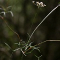 Ptychotis saxifraga (L.) Loret & Barrandon, 1876 - Ptychotis saxifrage