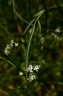 Torilis africana var. heterophylla (Guss.) Reduron, 2008 - Torilis à feuilles différentes