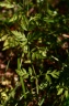 Torilis africana var. heterophylla (Guss.) Reduron, 2008 - Torilis à feuilles différentes