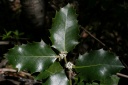 Ilex aquifolium L., 1753 - Houx