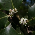 Ilex aquifolium L., 1753 - Houx