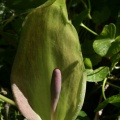 Arum cylindraceum Gasp., 1844 - Arum des Alpes