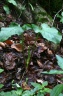 Arum maculatum L., 1753 - Arum tacheté