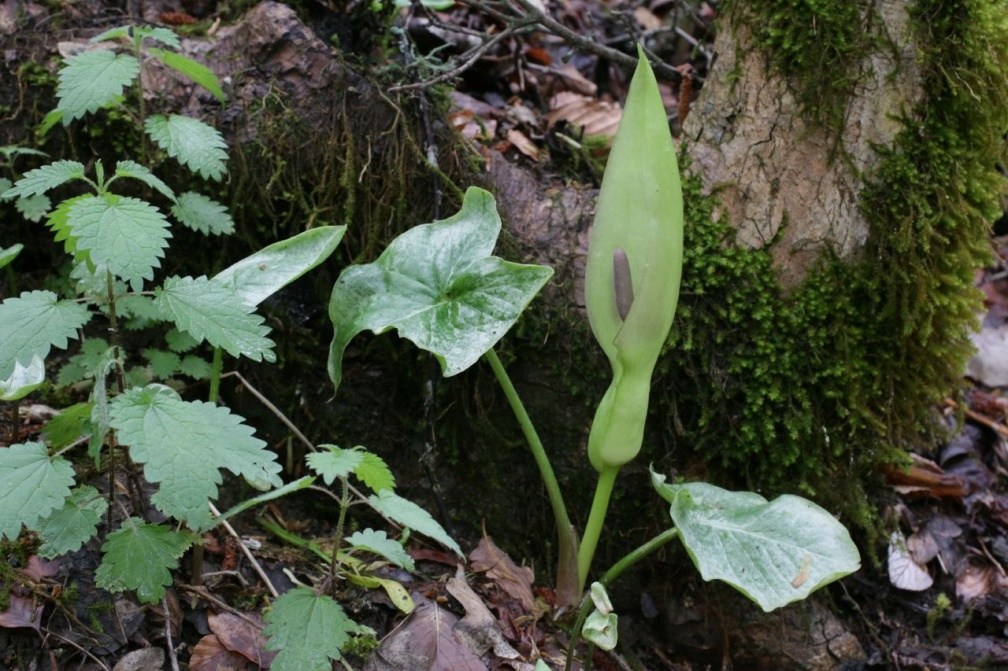 Arum maculatum L., 1753 - Arum tacheté