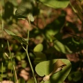 Aristolochia pallida Willd., 1805 - Aristoloche pâle