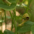 Aristolochia pallida Willd., 1805 - Aristoloche pâle