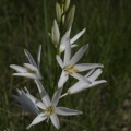 Anthericum liliago L., 1753 - Phalangère à fleurs de lis