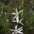 Anthericum liliago L., 1753 - Phalangère à fleurs de lis