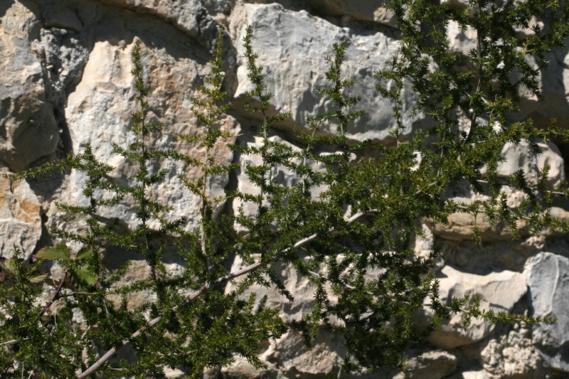 Asparagus acutifolius L., 1753 - Asperge à feuilles aiguës