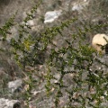 Asparagus acutifolius L., 1753 - Asperge à feuilles aiguës