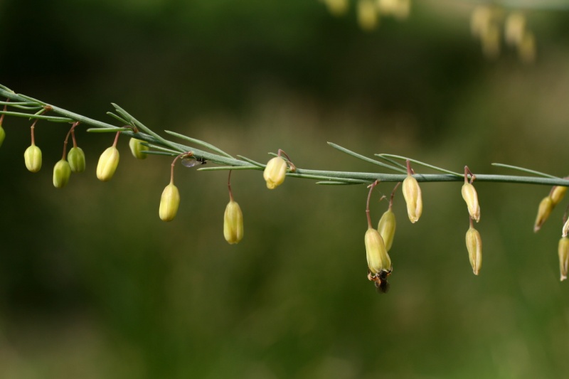 Asparagus officinalis L., 1753 - Asperge officinale