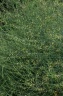 Asparagus officinalis L., 1753 - Asperge officinale