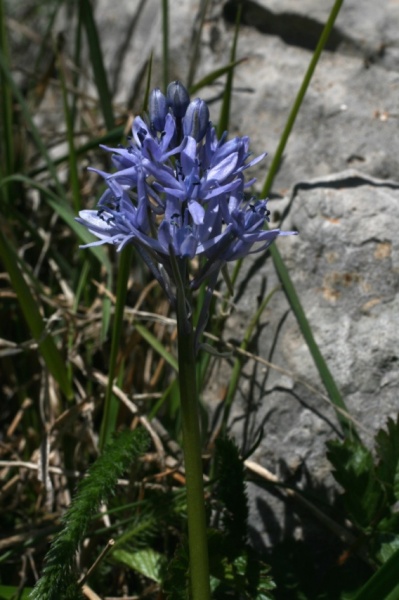 Hyacinthoides italica (L.) Rothm., 1944 - Scille d'Italie