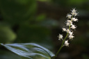 maianthemum bifolium
