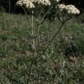Achillea millefolium L., 1753 - Achillée millefeuille