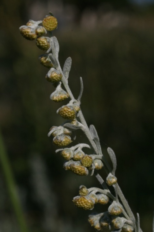 Artemisia absinthium L., 1753 - Absinthe