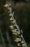 Artemisia absinthium L., 1753 - Absinthe