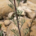 Artemisia alba Turra, 1764 - Armoise blanche