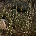Artemisia alba Turra, 1764 - Armoise blanche