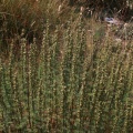 Artemisia chamaemelifolia Vill., 1779  - Armoise à feuilles de camomille