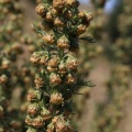 Artemisia chamaemelifolia Vill., 1779  - Armoise à feuilles de camomille
