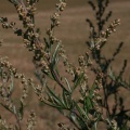 Artemisia verlotiorum Lamotte, 1877 - Armoise de Chine