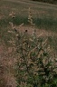 Artemisia verlotiorum Lamotte, 1877 - Armoise de Chine