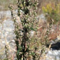 Artemisia vulgaris L., 1753 - Armoise commune