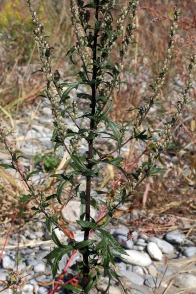 Artemisia vulgaris L., 1753 - Armoise commune