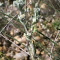 Bombycilaena erecta (L.) Smoljan., 1955 - Micrope dressé