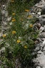 Buphthalmum salicifolium L., 1753 - Buphtalme à feuilles de saule